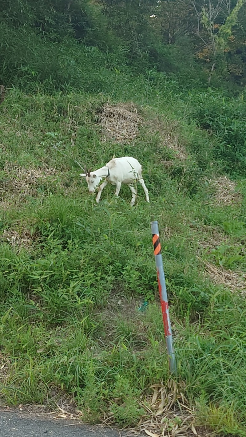 ようようズさんの熊ノ沢温泉のサ活写真