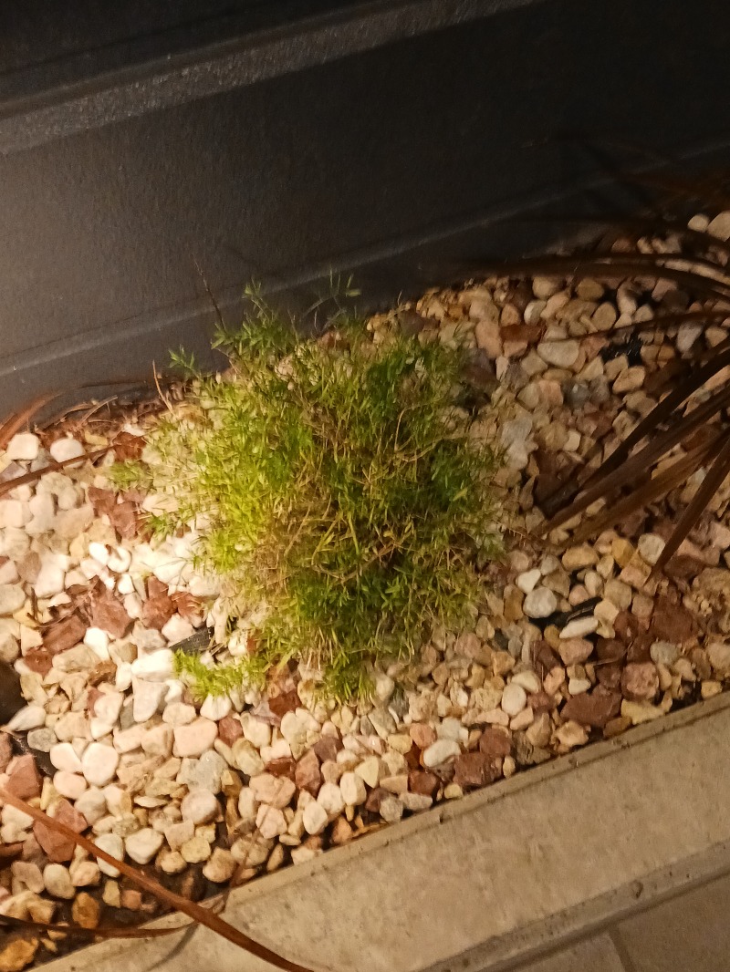 黒須組若頭 白川サウ也さんの朝日湯源泉ゆいるのサ活写真