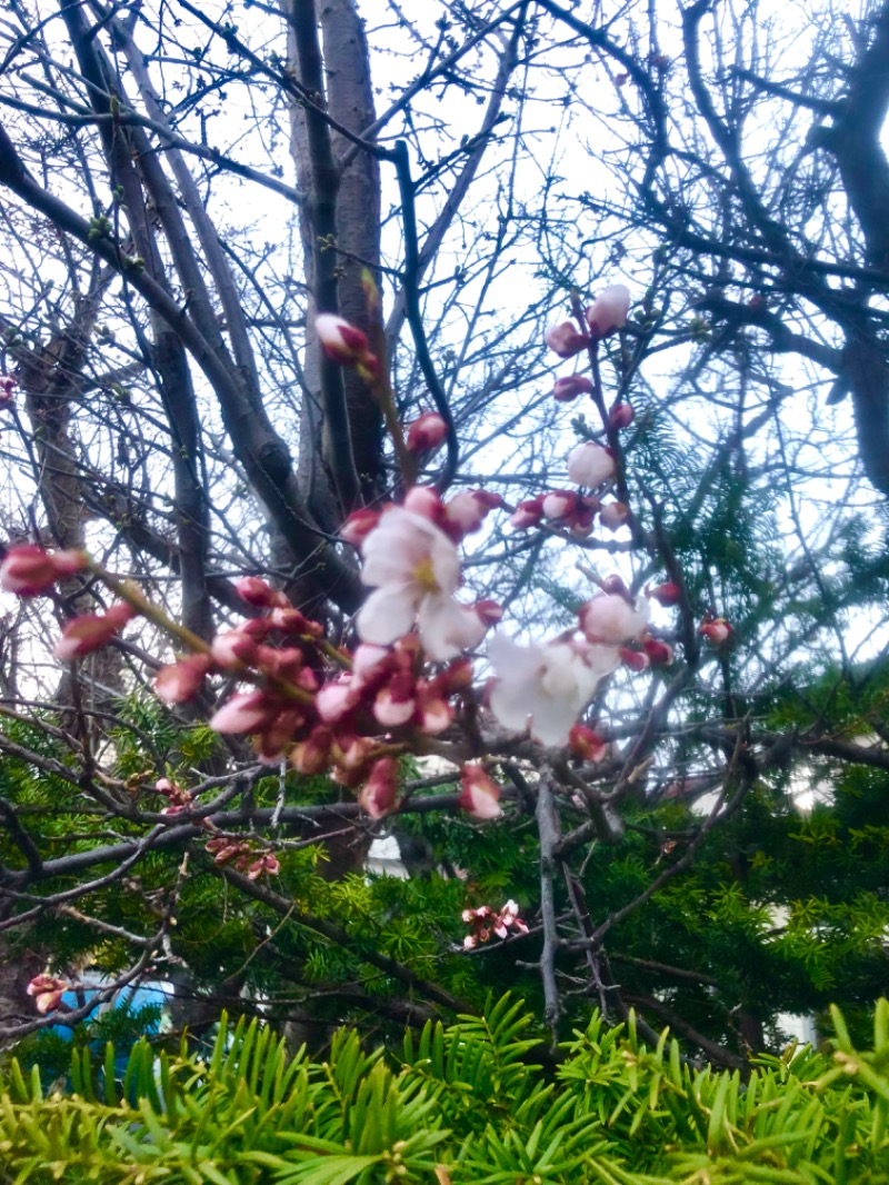 サライさんの湯処花ゆづきのサ活写真