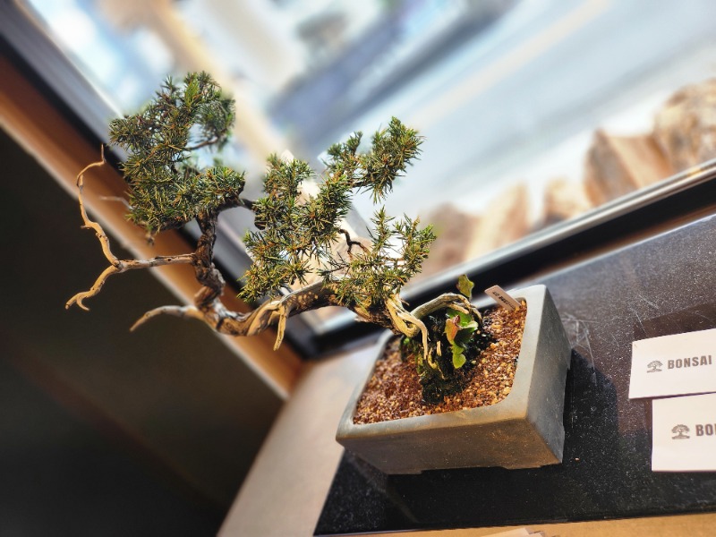 メーテルさんの達磨サウナのサ活写真