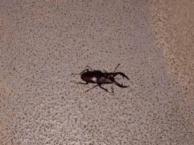 さすらいのサウナーさんのA-1スポーツクラブ長泉のサ活写真