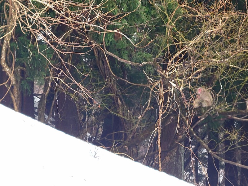 よーこさんのあつみ温泉 たちばなやのサ活写真