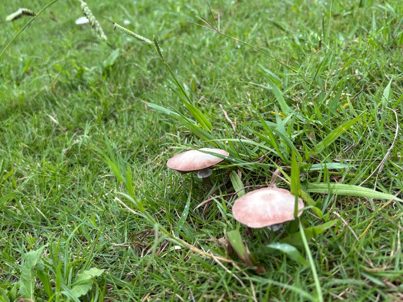 ゆき🍄さんのおふろcafé かりんの湯のサ活写真