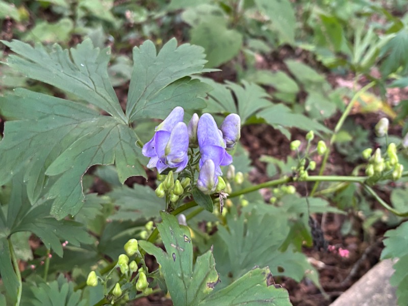 ゆき🍄さんのスパリゾート オアシス御殿場のサ活写真