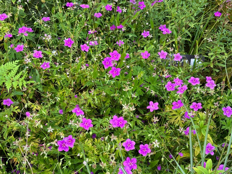 ゆき🍄さんのスパリゾート オアシス御殿場のサ活写真