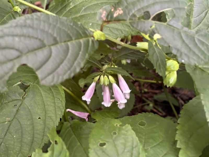 ゆき🍄さんのスパリゾート オアシス御殿場のサ活写真