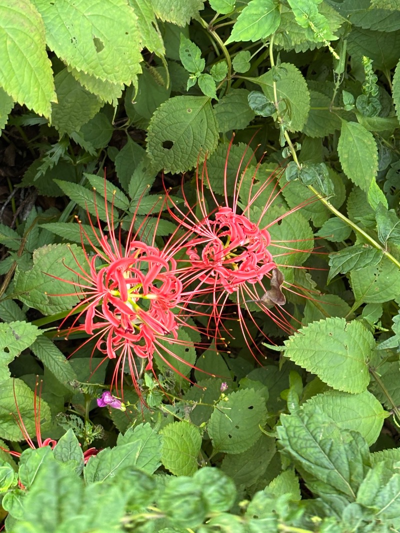 ゆき🍄さんのスパリゾート オアシス御殿場のサ活写真