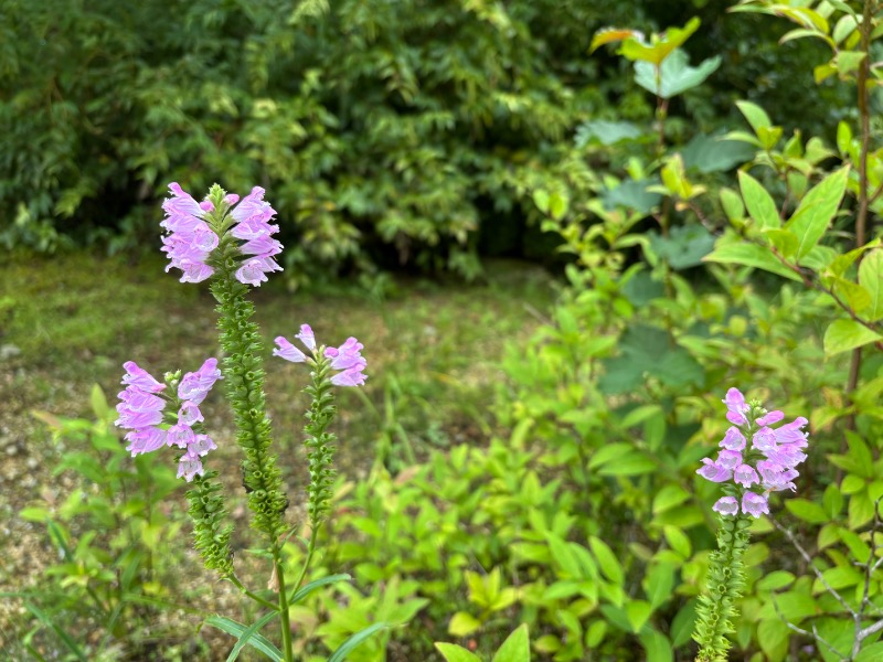 ゆき🍄さんのスパリゾート オアシス御殿場のサ活写真