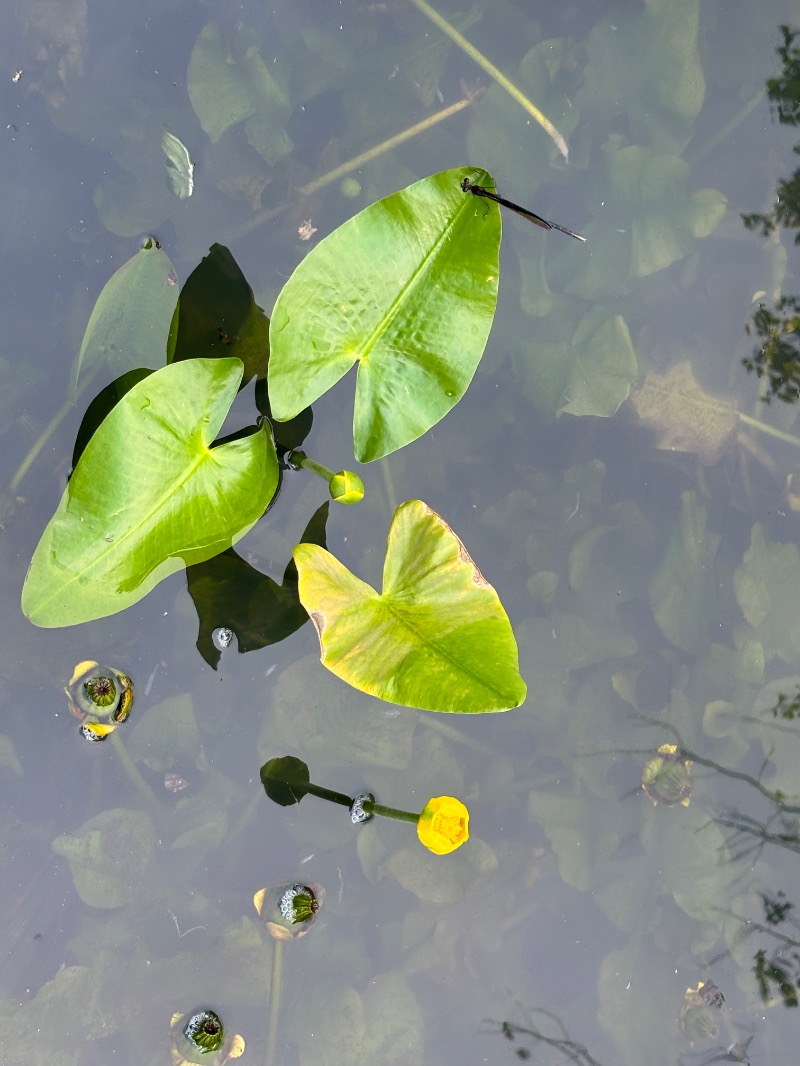 ゆき🍄さんのスパリゾート オアシス御殿場のサ活写真