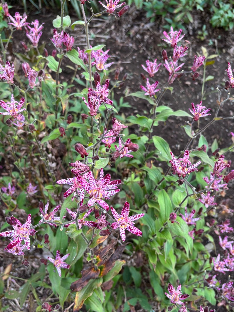 ゆき🍄さんのMONSTER WORK & SAUNAのサ活写真