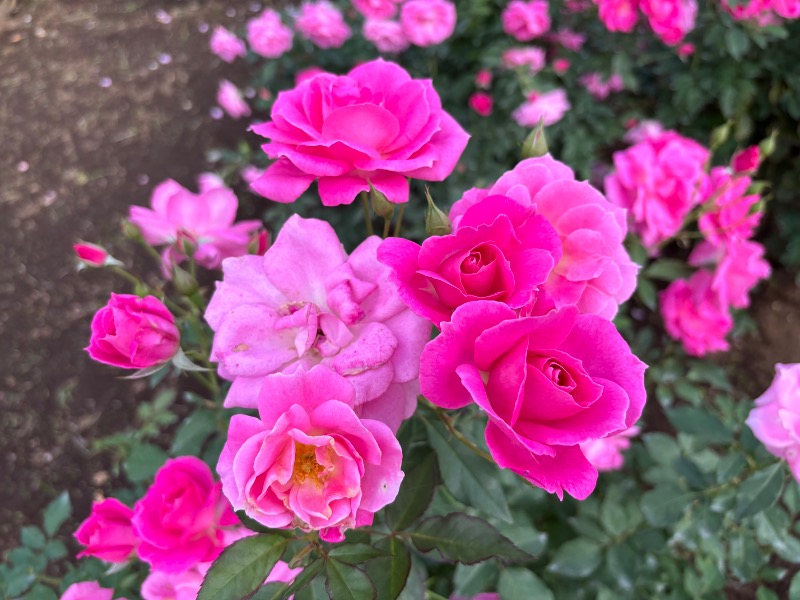 ゆき🍄さんのMONSTER WORK & SAUNAのサ活写真