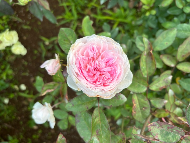 ゆき🍄さんのMONSTER WORK & SAUNAのサ活写真