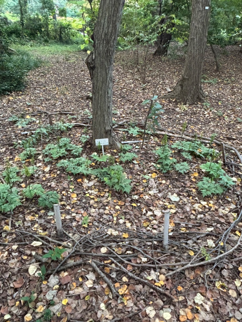 ゆき🍄さんのMONSTER WORK & SAUNAのサ活写真