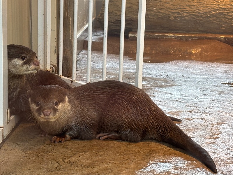ゆき🍄さんのよみうりランド眺望温泉 花景の湯のサ活写真