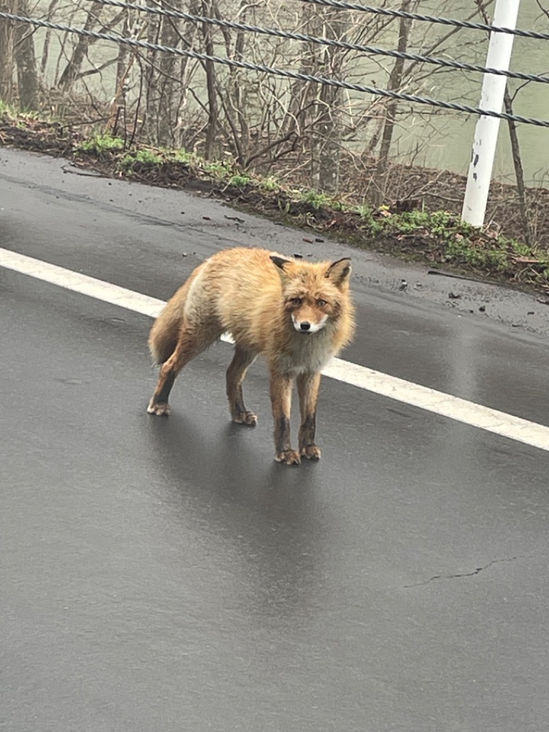 96さんのトムラウシ温泉 東大雪荘のサ活写真