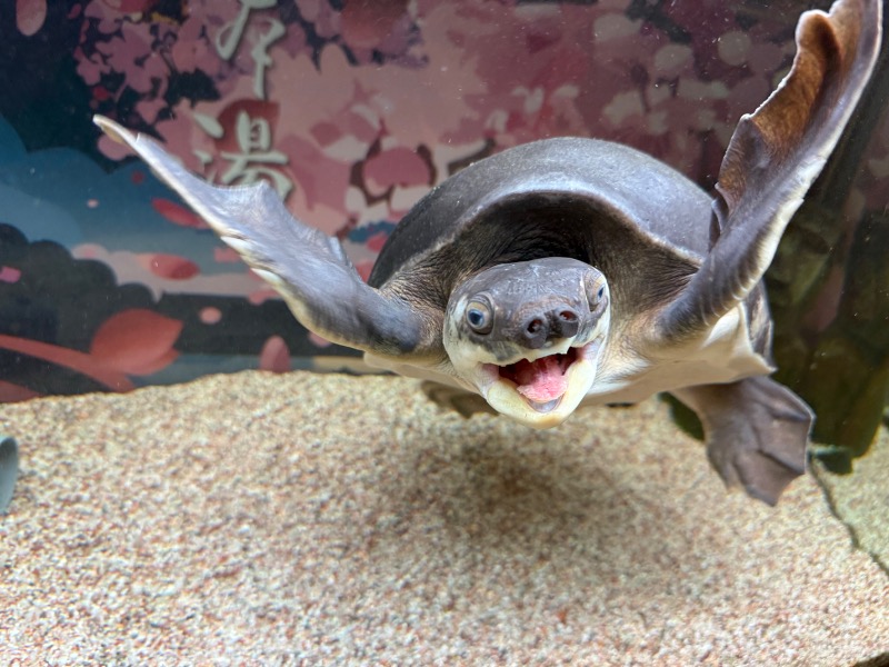 ゆっきー🐼さんの松本湯のサ活写真