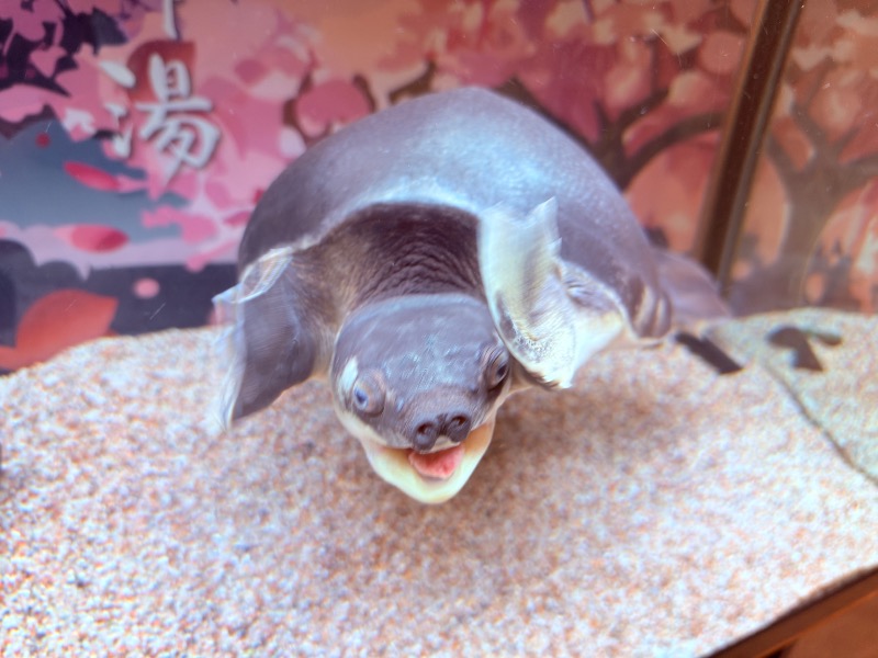 ゆっきー🐼さんの松本湯のサ活写真