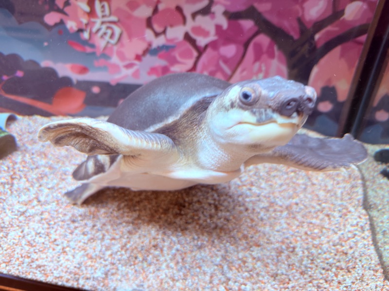 ゆっきー🐼さんの松本湯のサ活写真