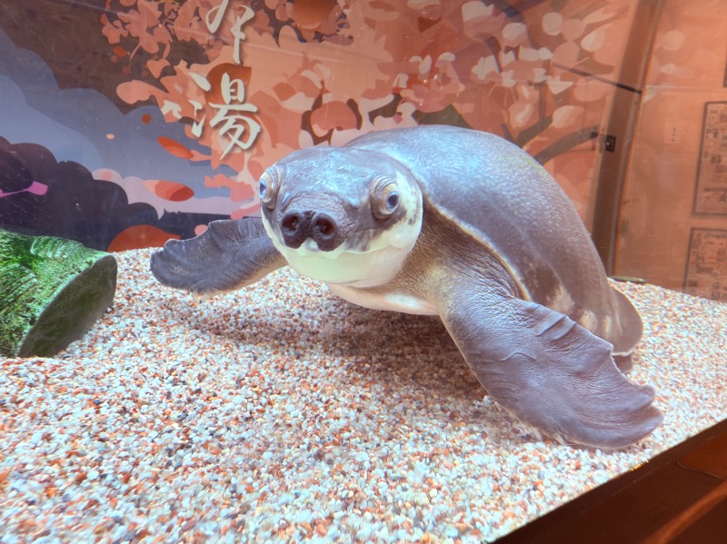 ゆっきー🐼さんの松本湯のサ活写真