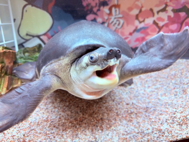 ゆっきー🐼さんの松本湯のサ活写真