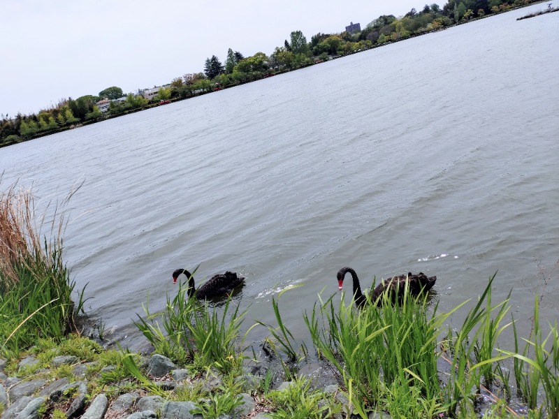 kentaroさんのniko and … SAUNAのサ活写真