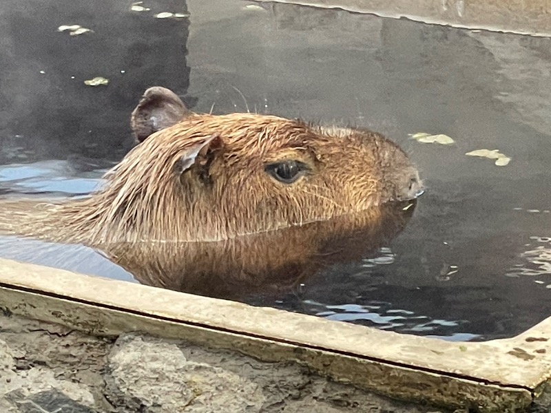 MiNaToさんの石狩天然温泉 番屋の湯のサ活写真