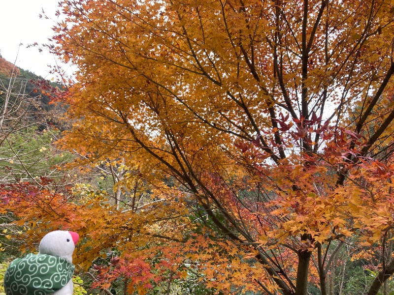 文鳥丸さんの大洲市交流促進センター 鹿野川荘のサ活写真