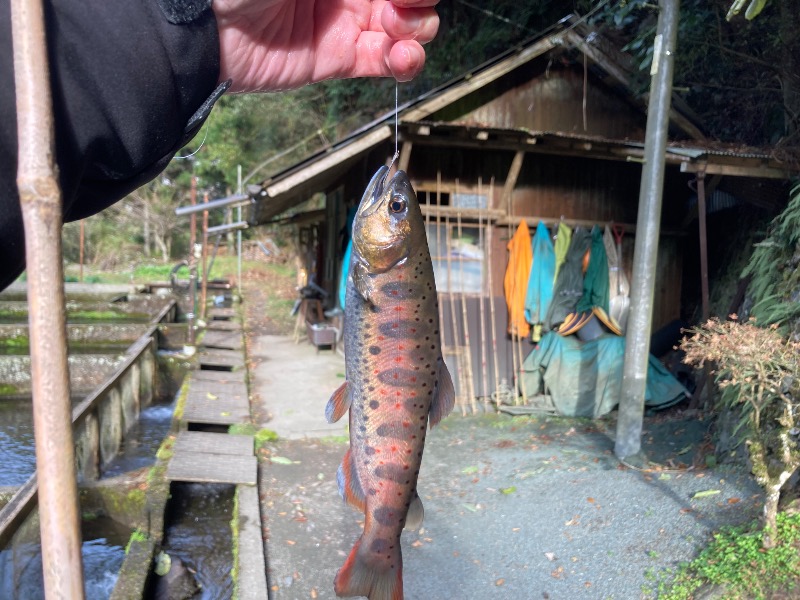 文鳥丸さんの大洲市交流促進センター 鹿野川荘のサ活写真