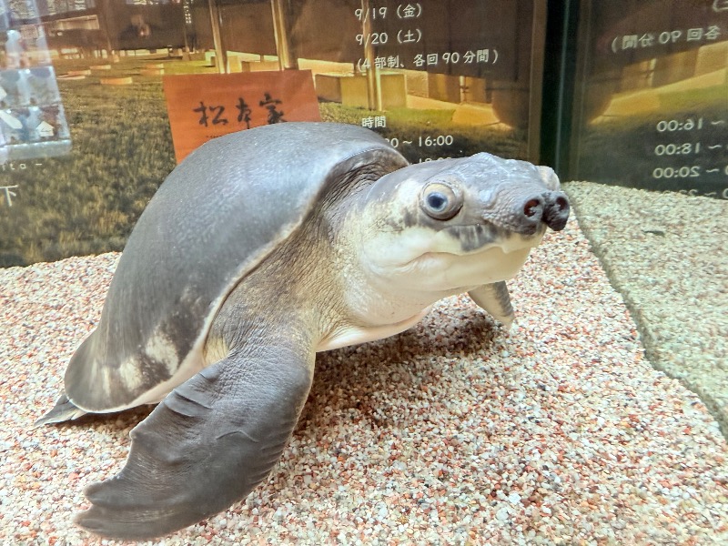 ゆっきー🐼さんの松本湯のサ活写真