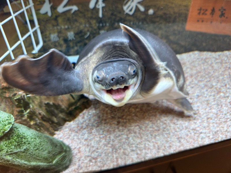 ゆっきー🐼さんの松本湯のサ活写真