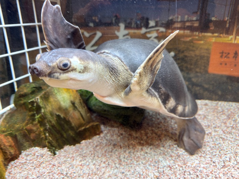 ゆっきー🐼さんの松本湯のサ活写真