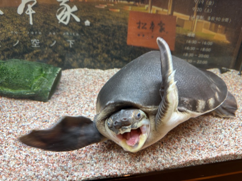 ゆっきー🐼さんの松本湯のサ活写真