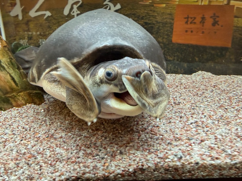 ゆっきー🐼さんの松本湯のサ活写真