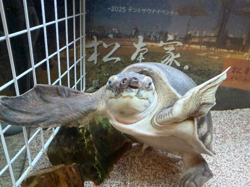 ゆっきー🐼さんの松本湯のサ活写真