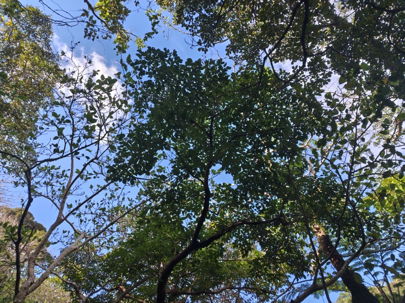 ヘビーサウナーさんの亜熱帯サウナのサ活写真