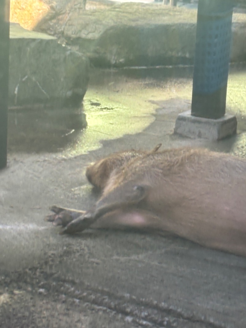 ミケネコロウリュさんの石狩天然温泉 番屋の湯のサ活写真