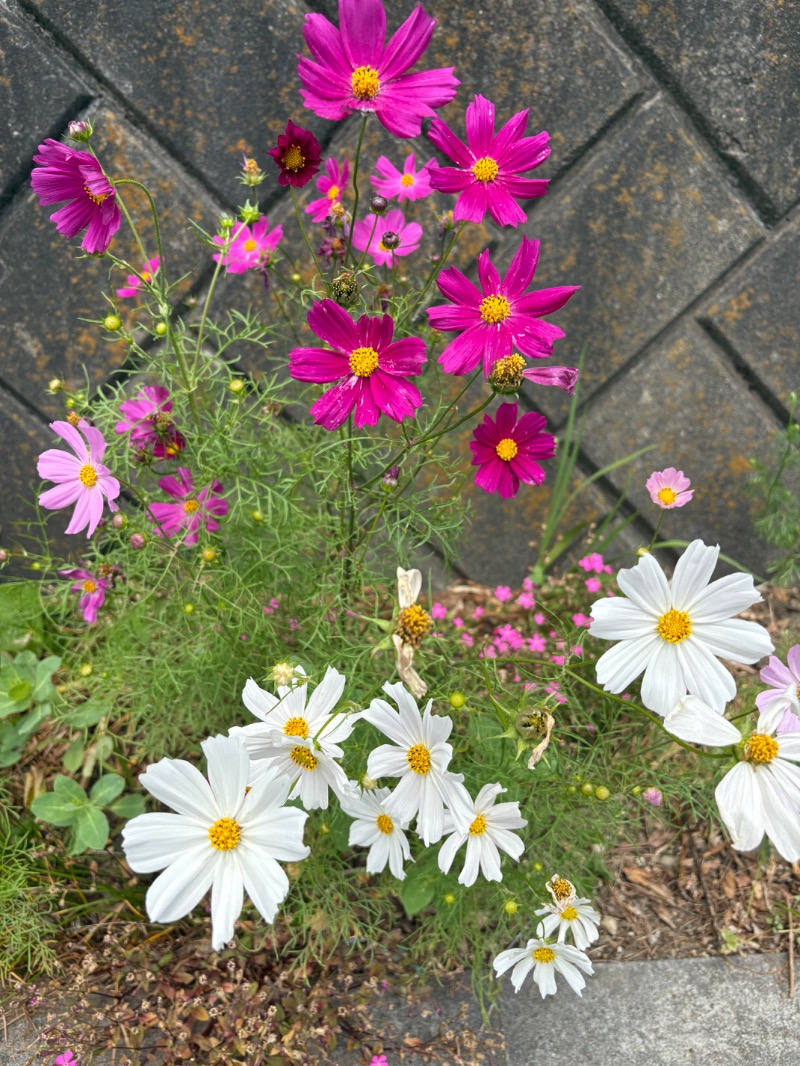 ゼンさんの天然温泉すすき野 湯けむりの里のサ活写真