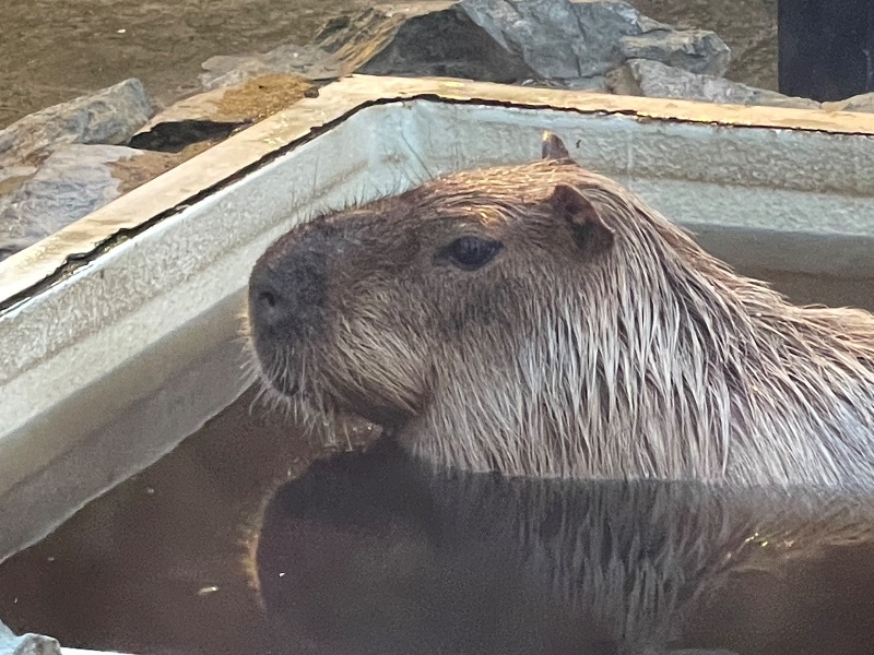 MiNaToさんの石狩天然温泉 番屋の湯のサ活写真