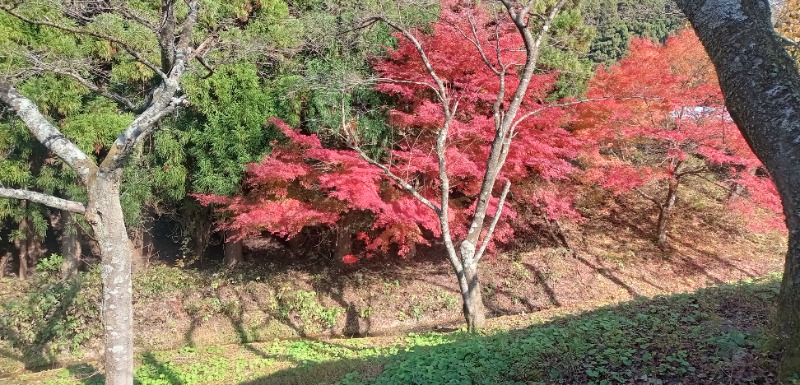 P.M 9さんの渓流温泉 冠荘のサ活写真