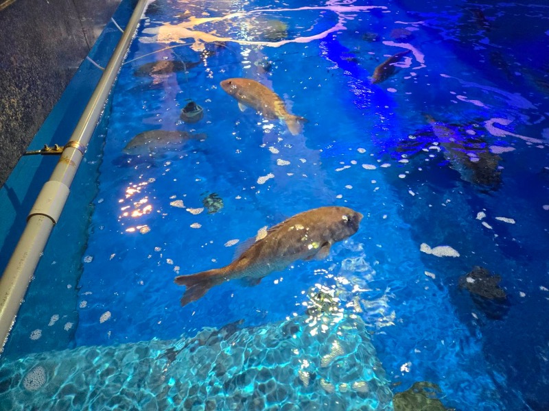 ハムソヨ🐹さんの海風亭寺泊日本海のサ活写真