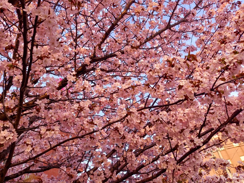 すぎっぴさんのGARDENS STAYのサ活写真