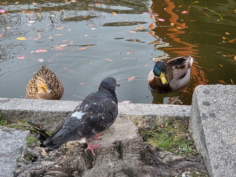 IeIさんの壬生温泉はなの湯のサ活写真