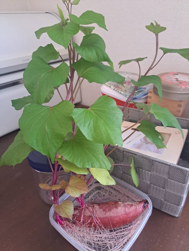 MR.SAUNAさんの天然温泉 満天の湯のサ活写真