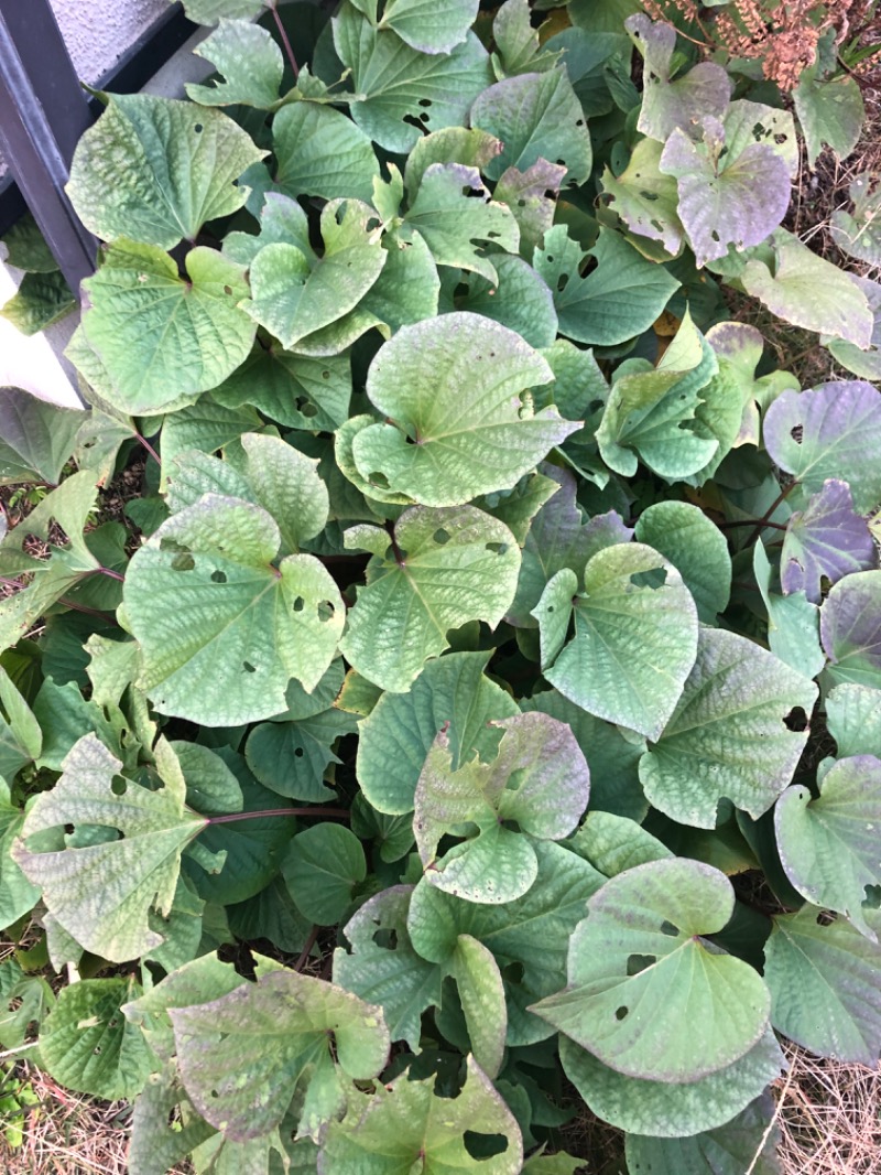 MR.SAUNAさんの天然温泉 満天の湯のサ活写真