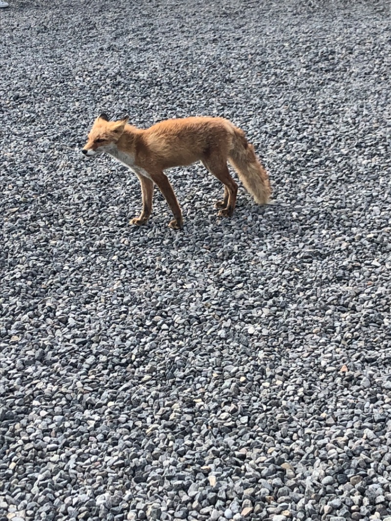 MR.SAUNAさんの湯宿だいいちのサ活写真