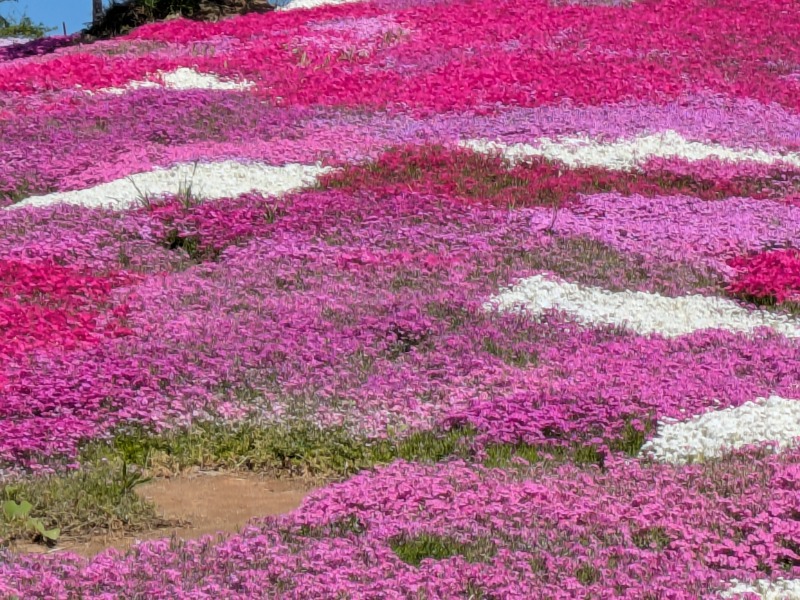 ぽこぽこさんの花と緑と安らぎの湯 東和温泉のサ活写真