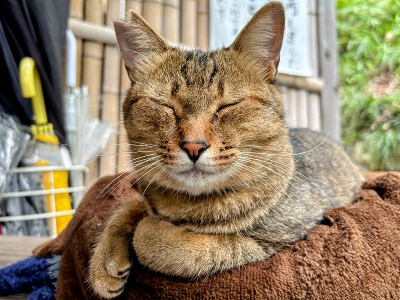 TZさんのはらだの湯のサ活写真