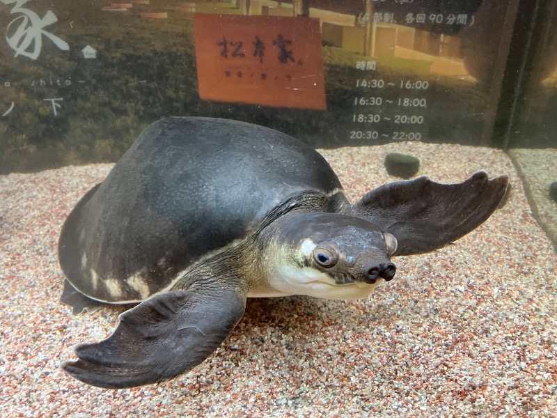 薬草サウナトランサー🔥K サ活旅さんの松本湯のサ活写真