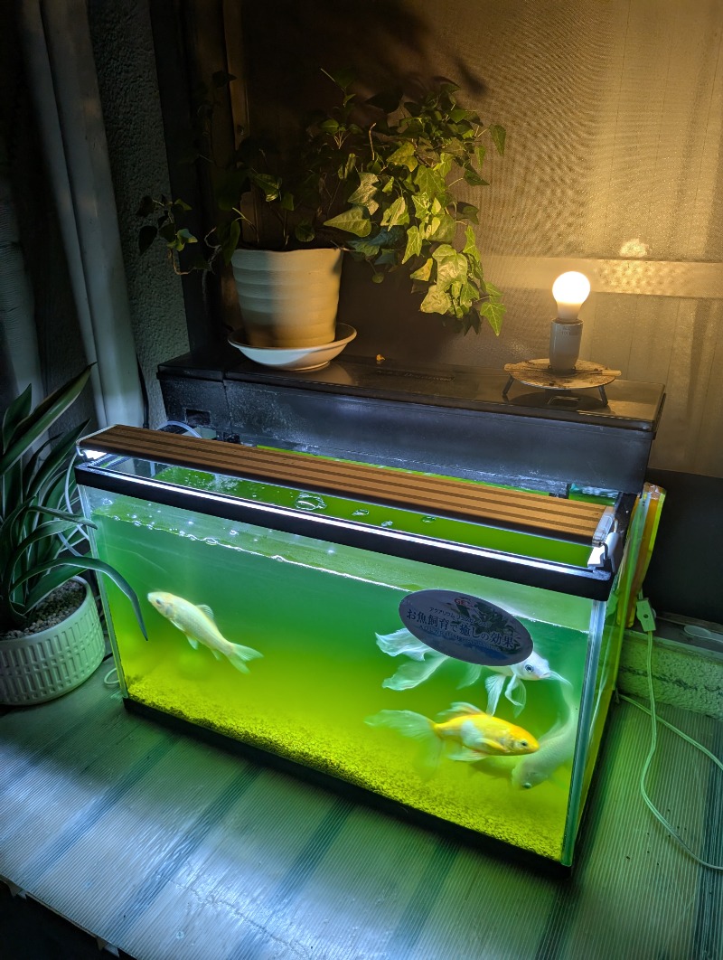 TTDさんの星サウナのサ活写真