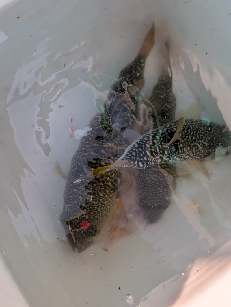 TTDさんの蘇我 大和湯のサ活写真